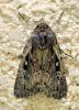 Xestia agathina